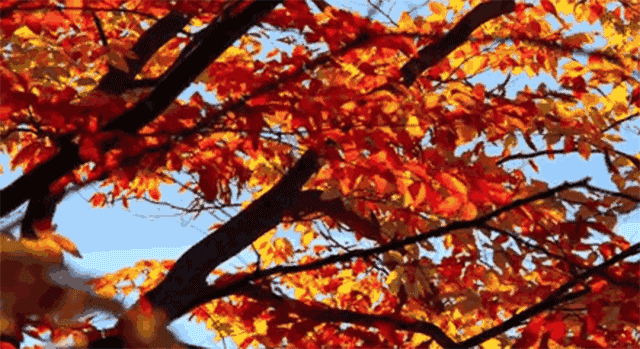 北京|红了！京城第一波红叶已上线！朝阳人家门口就能见！