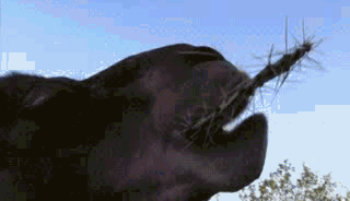 仙人掌|同样是血肉之躯，直接嚼全是刺的仙人掌，骆驼真的不痛吗？