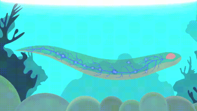 电鳗|电鳗能无限放电，并成为人类的“发电机”吗？