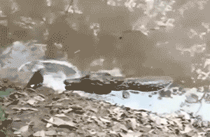 电鳗|电鳗能无限放电，并成为人类的“发电机”吗？