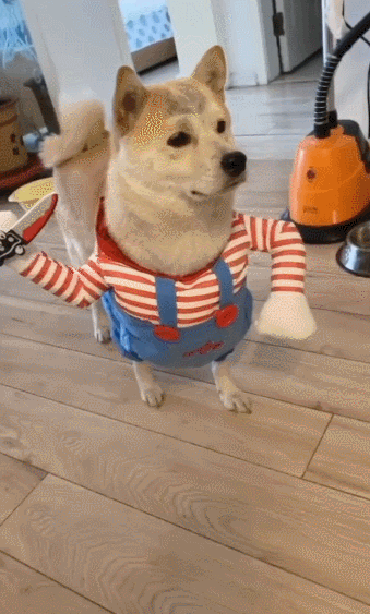 靳东|真·师奶杀手？骗子冒充靳东示爱，六旬阿姨铁了心想改嫁