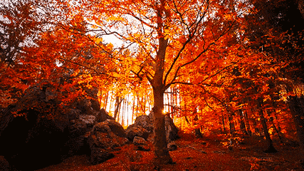 改革开放|有一种美，叫深圳之夜！深圳经济特区建立40周年的成功密码