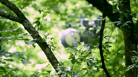 树懒|我们的“懒”被嫌弃，树懒的“懒”就能成为高科技