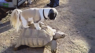 张学良|20个颠覆三观的事实：“张学良听过周杰伦的歌？”哈哈哈哈……