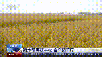 袁隆平团队沙漠海水稻亩产超千斤-WordPress极简博客