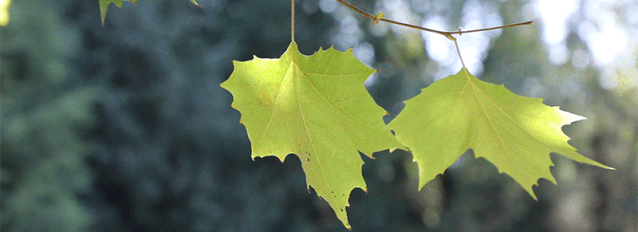 景山公园|5个景山公园大！紫苑、粉黛盛开！北京新晋“赏秋”圣地，现在去正好！