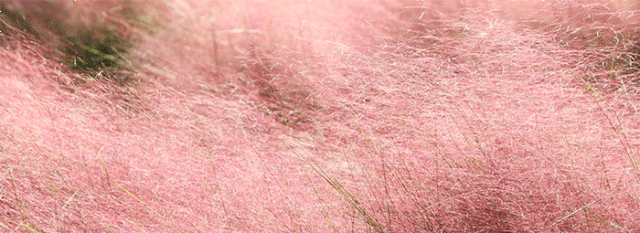 景山公园|5个景山公园大！紫苑、粉黛盛开！北京新晋“赏秋”圣地，现在去正好！