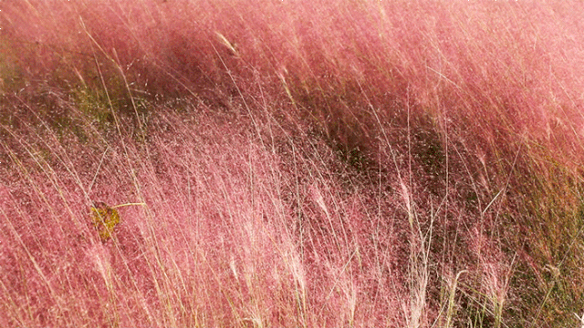 景山公园|5个景山公园大！紫苑、粉黛盛开！北京新晋“赏秋”圣地，现在去正好！