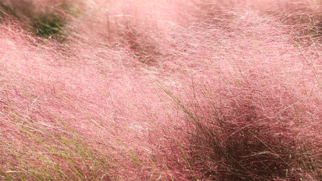 景山公园|5个景山公园大！紫苑、粉黛盛开！北京新晋“赏秋”圣地，现在去正好！