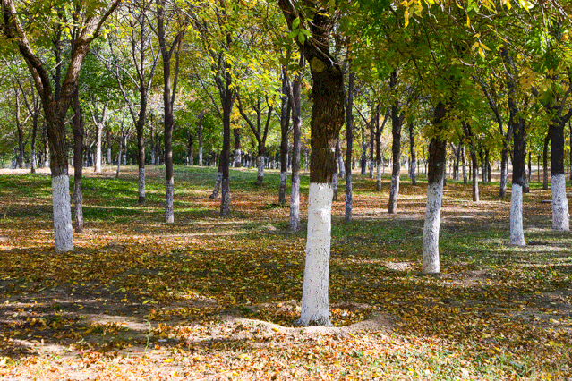 景山公园|5个景山公园大！紫苑、粉黛盛开！北京新晋“赏秋”圣地，现在去正好！