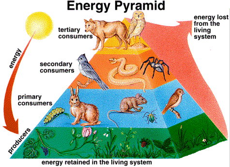 太阳|地球反射弧慢？为什么太阳消失了，地球8分钟后才能反应过来？