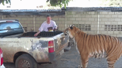老虎|如果人类变得更大，狮子和老虎会像猫一样成为宠物吗？