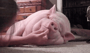 老虎|如果人类变得更大，狮子和老虎会像猫一样成为宠物吗？