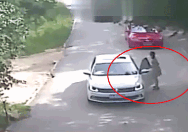 老虎|如果人类变得更大，狮子和老虎会像猫一样成为宠物吗？