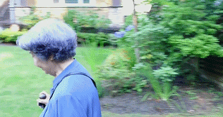 叶嘉莹|白先勇为她逃课，席慕蓉追随她，中国最后一位女先生到底有什么魅力？