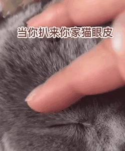 医生|趣知识：99％的铲屎官都不知道的小知识！