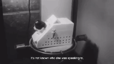 太空|57年前法国人往太空发射了一只猫，在宇宙俯视人类