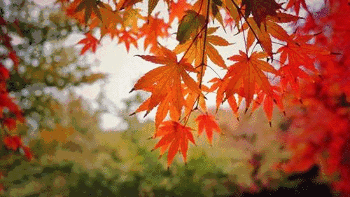 500_281gif 动态图 动图