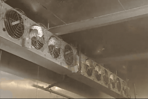 鱿鱼|鱿鱼肉是怎么被机器“撕扯”成鱿鱼丝的？