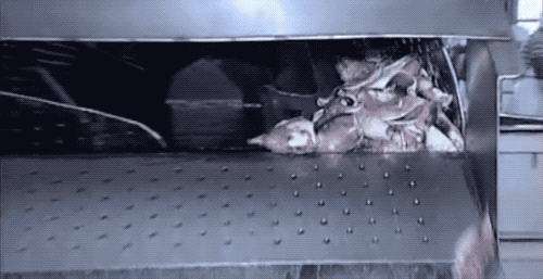 鱿鱼|鱿鱼肉是怎么被机器“撕扯”成鱿鱼丝的？