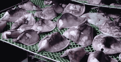 鱿鱼|鱿鱼肉是怎么被机器“撕扯”成鱿鱼丝的？