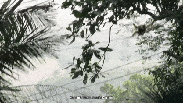 卢克·天行者|这“泼猴”敏捷值满格，但躲不过濒危