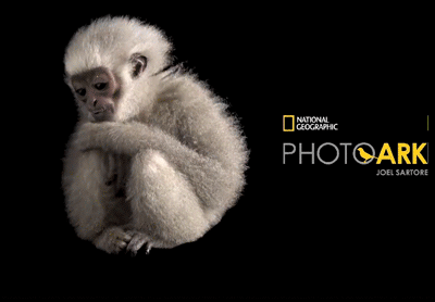 卢克·天行者|这“泼猴”敏捷值满格，但躲不过濒危