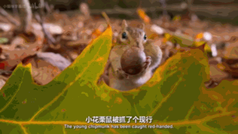 豆瓣|豆瓣9.4，零差评，每一集都想打五星的神作来了