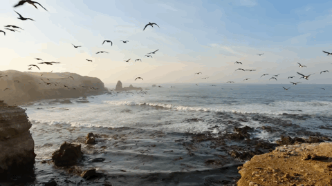 大卫·爱登堡|豆瓣9.9分神作背后的男神，终于不再低调