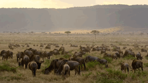 大卫·爱登堡|豆瓣9.9分神作背后的男神，终于不再低调