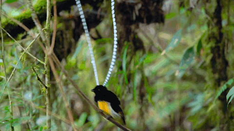 大卫·爱登堡|豆瓣9.9分神作背后的男神，终于不再低调