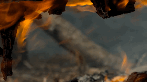 大卫·爱登堡|豆瓣9.9分神作背后的男神，终于不再低调