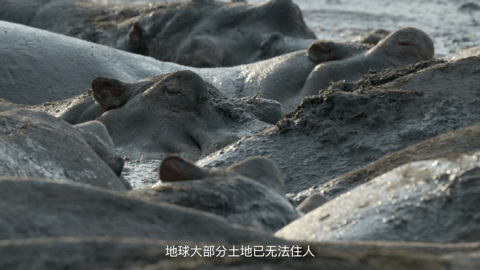 大卫·爱登堡|豆瓣9.9分神作背后的男神，终于不再低调