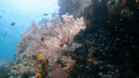 大卫·爱登堡|豆瓣9.9分神作背后的男神，终于不再低调