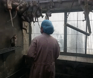 克隆猴|与猴为伴九年，科学家成功培育出世界首例体细胞克隆猴