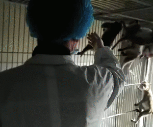 克隆猴|与猴为伴九年，科学家成功培育出世界首例体细胞克隆猴