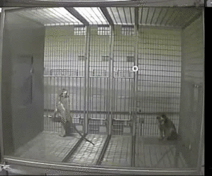 克隆猴|与猴为伴九年，科学家成功培育出世界首例体细胞克隆猴