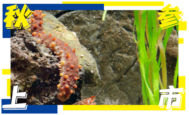 秋参上市丨存量不足 需求井喷 秋参价格大爆发 腾讯新闻