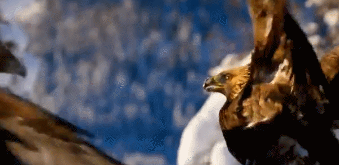 大卫·爱登堡|豆瓣9.4，凭实力“解说”，他才是真正的偶像