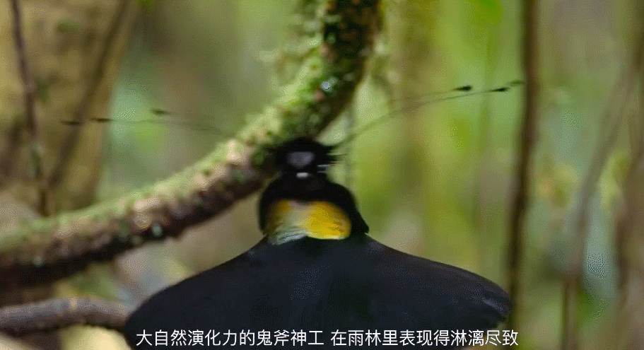 大卫·爱登堡|豆瓣9.4，凭实力“解说”，他才是真正的偶像