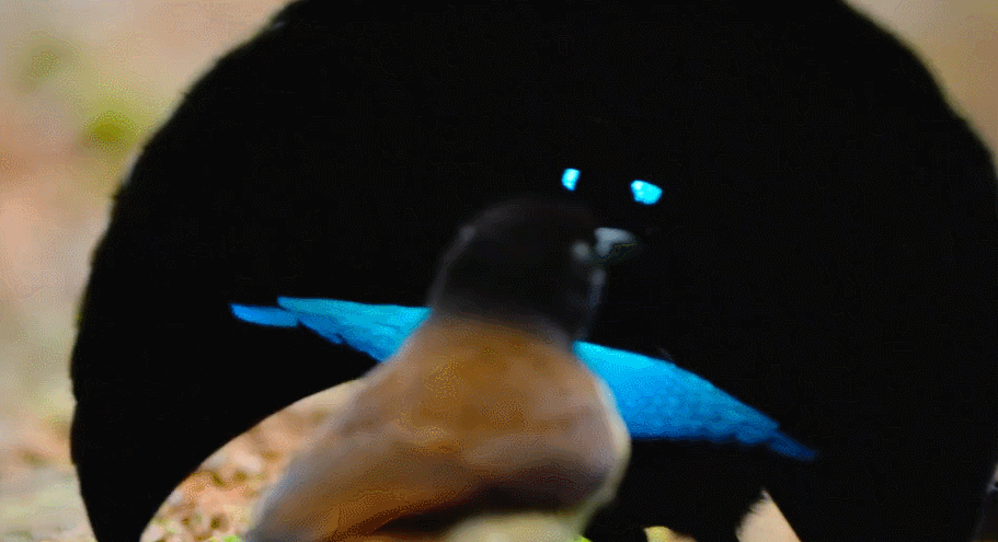 大卫·爱登堡|豆瓣9.4，凭实力“解说”，他才是真正的偶像