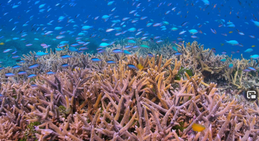 大卫·爱登堡|豆瓣9.4，凭实力“解说”，他才是真正的偶像