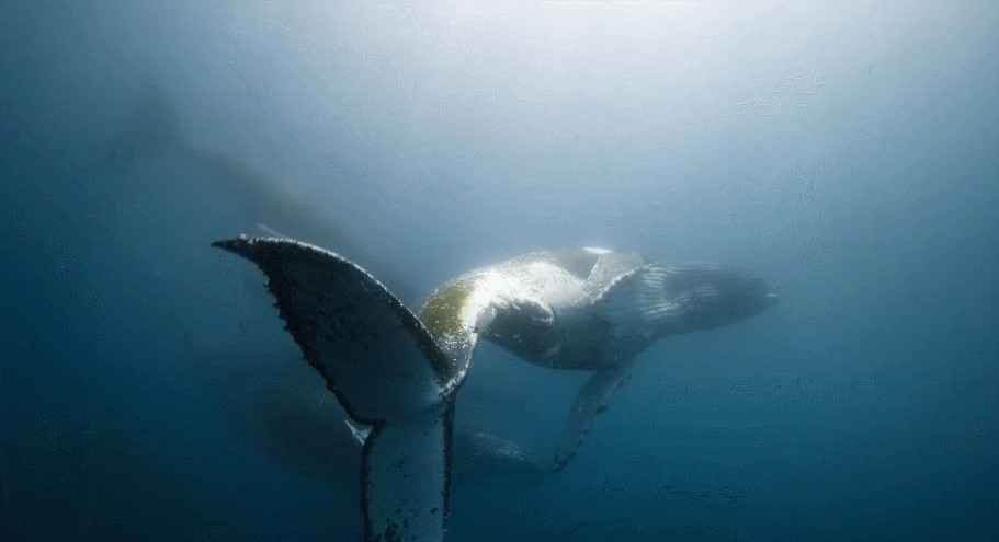 大卫·爱登堡|豆瓣9.4，凭实力“解说”，他才是真正的偶像