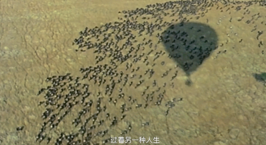 大卫·爱登堡|豆瓣9.4，凭实力“解说”，他才是真正的偶像