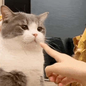 历史回顾|网红猫咪|土豆表情包 第二十六弹