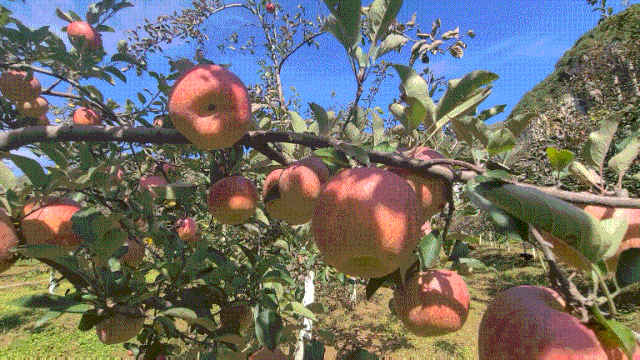 买!买!毕节这里的苹果真好吃