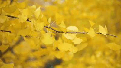 北京|北京这些地方即将美成仙境！赏银杏就去这！