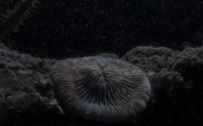 蜘蛛|还在为“熊孩子”的数学题头疼？别慌！这些“数学老师”上线啦！