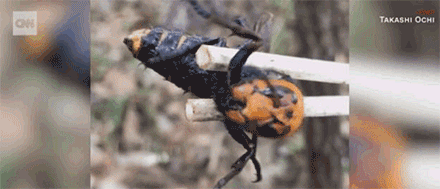 亚洲大黄蜂|它上过央视《致富经》，却成了许多美国人的噩梦