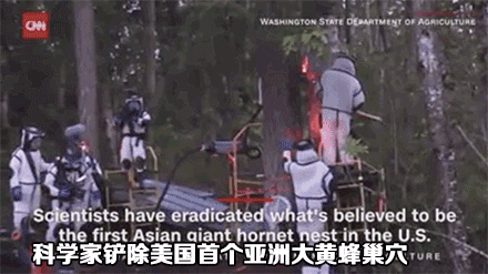 亚洲大黄蜂|它上过央视《致富经》，却成了许多美国人的噩梦